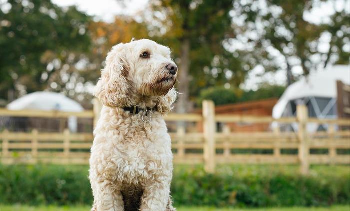 We are dog friendly